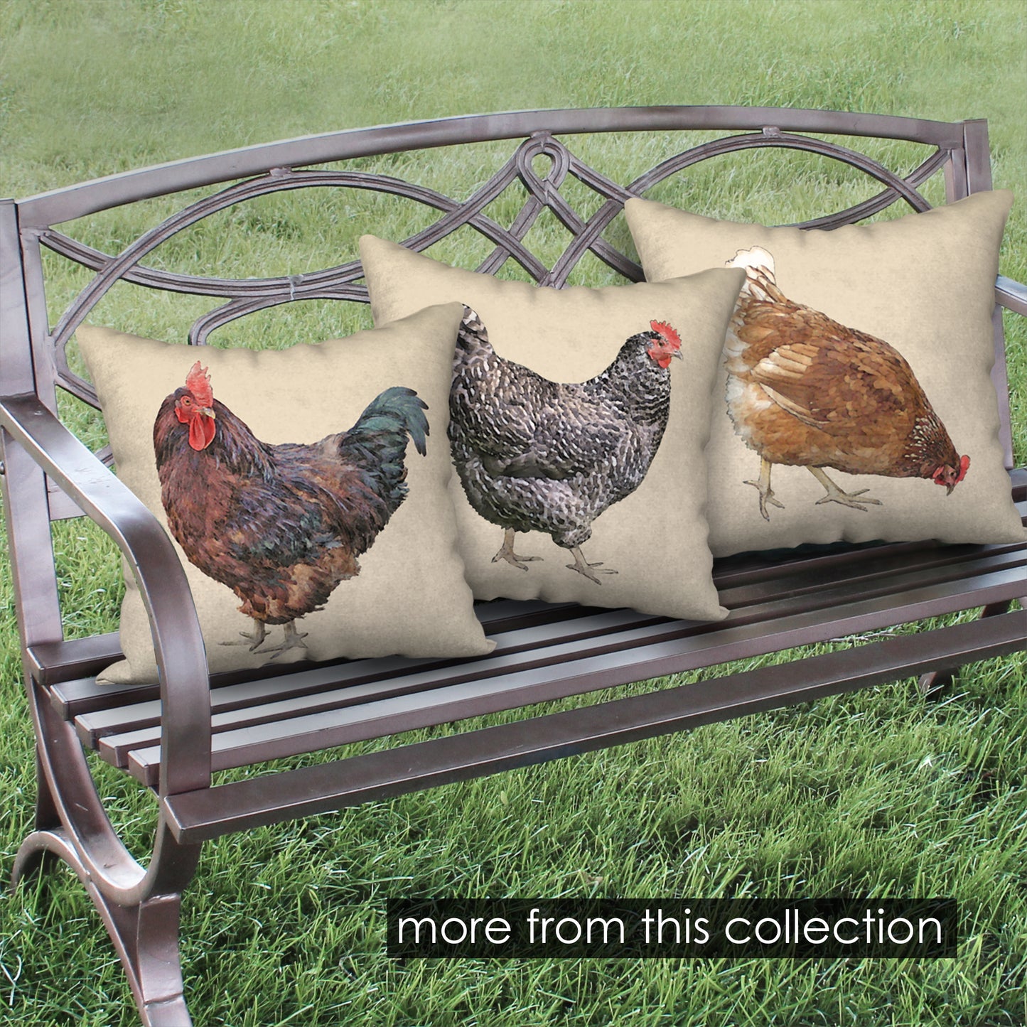Barred Plymouth Rock Hen Designer Greeting Card