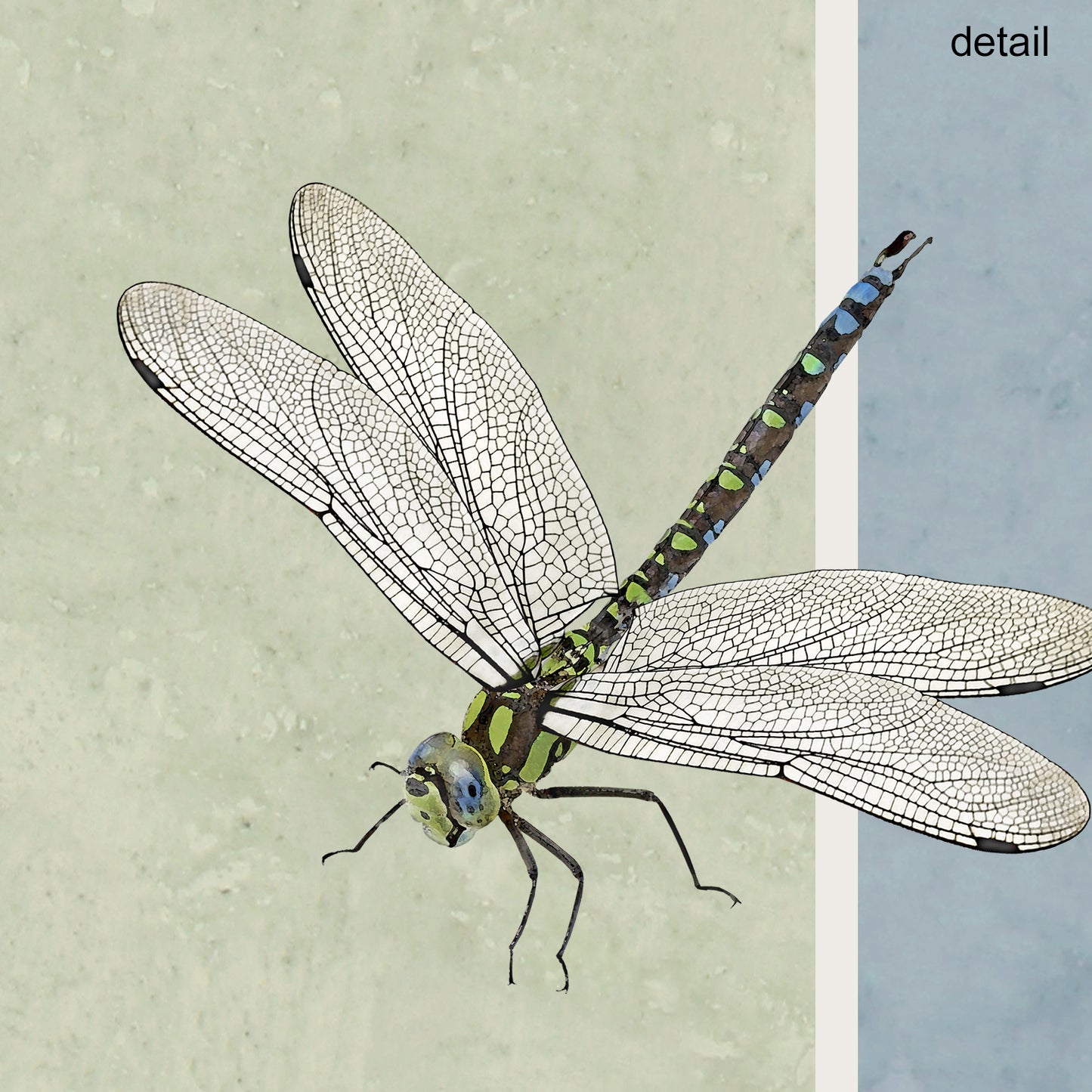 Set of 10 Dragonfly Designer Greeting Cards