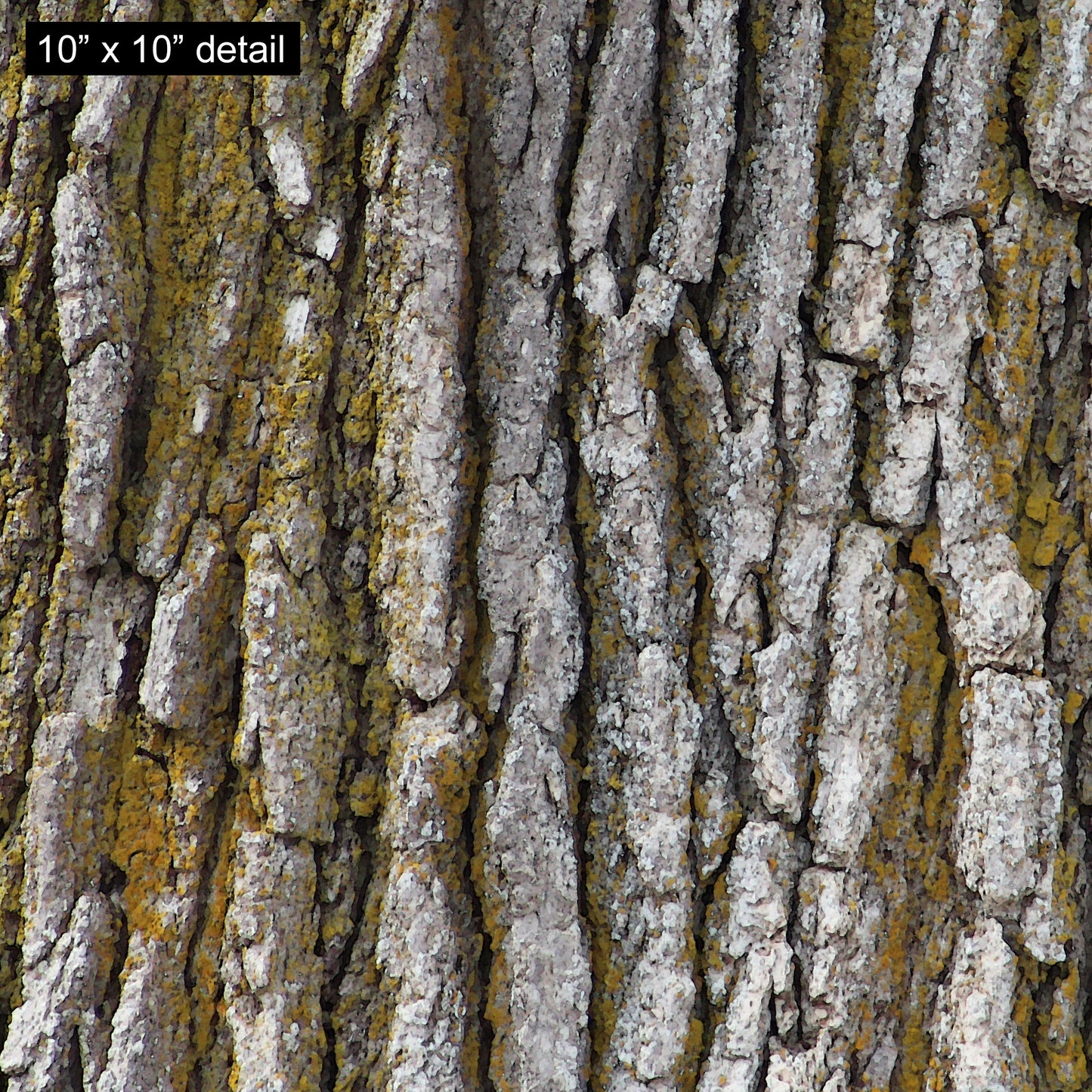 Tree Trunk Designer Pillow, 18"x18"