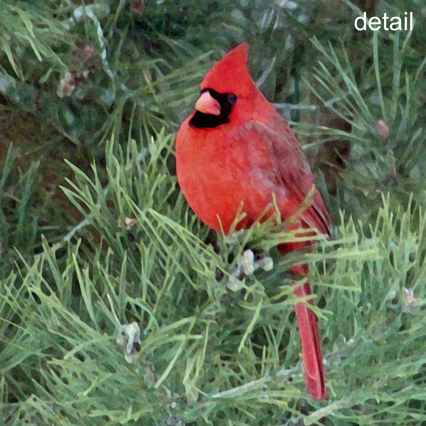 Cardinal Designer Holiday Card