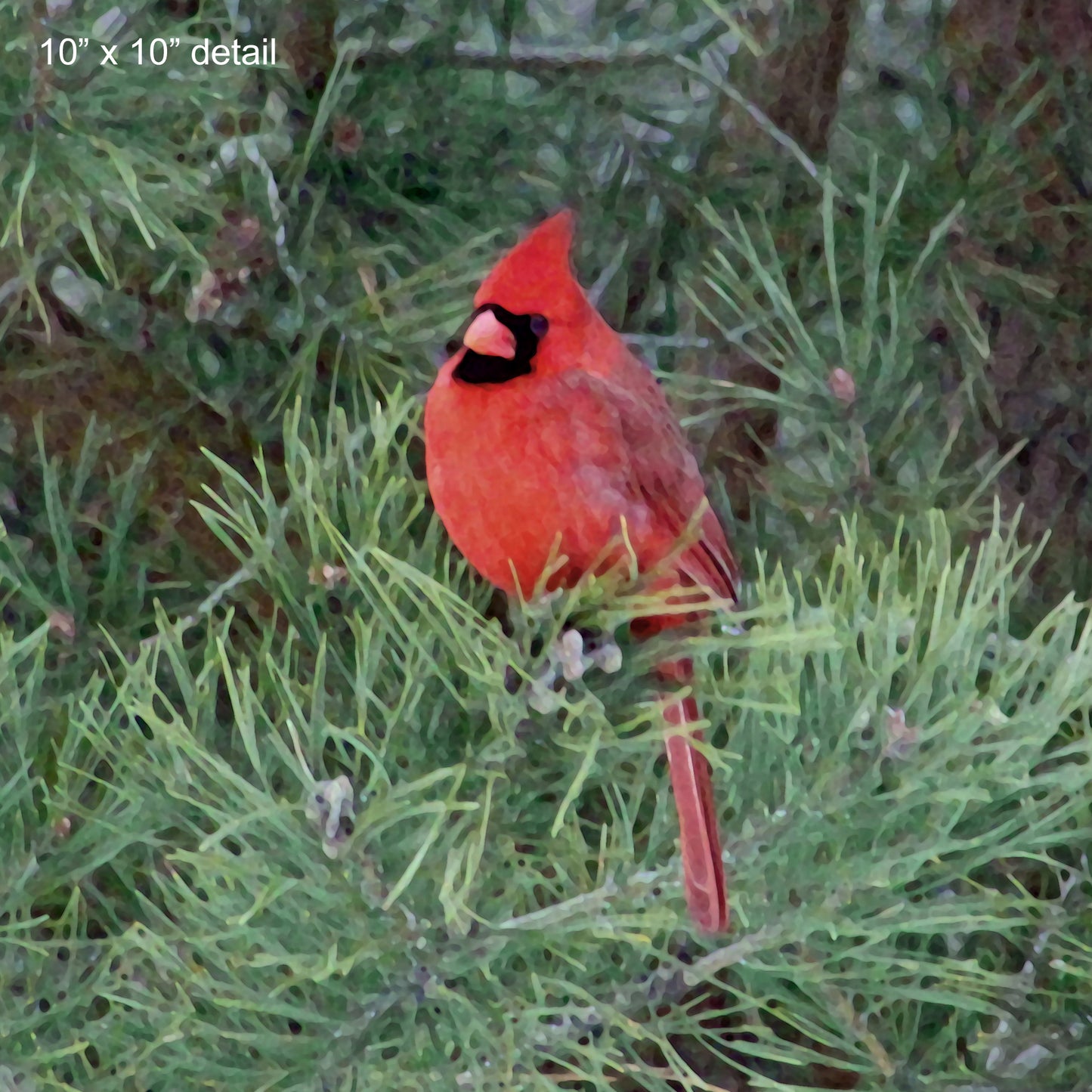 Cardinal Couple Designer Pillow, 20"x14"