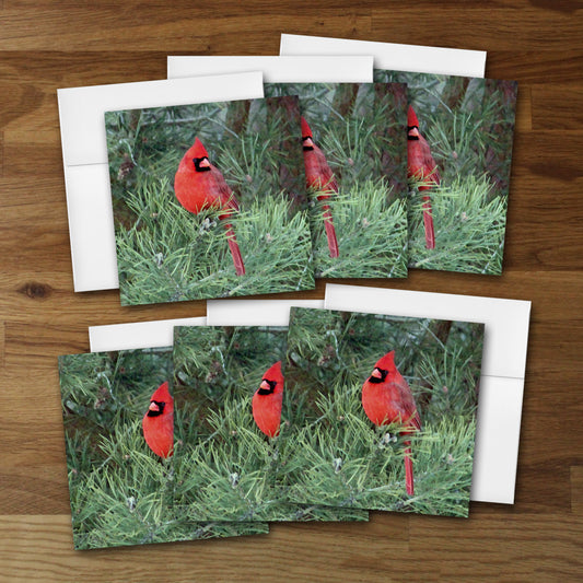 Set of 6 Cardinal Designer Greeting Cards