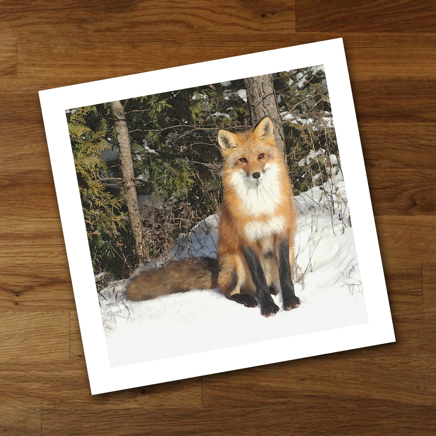 Curious Fox Fine Art Print, Unframed