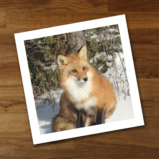 Beautiful Fox Fine Art Print, Unframed