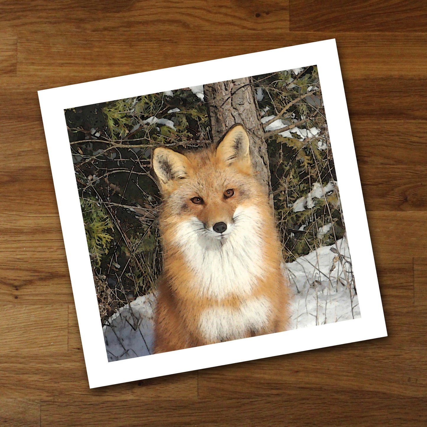 Red Fox Fine Art Print, Unframed