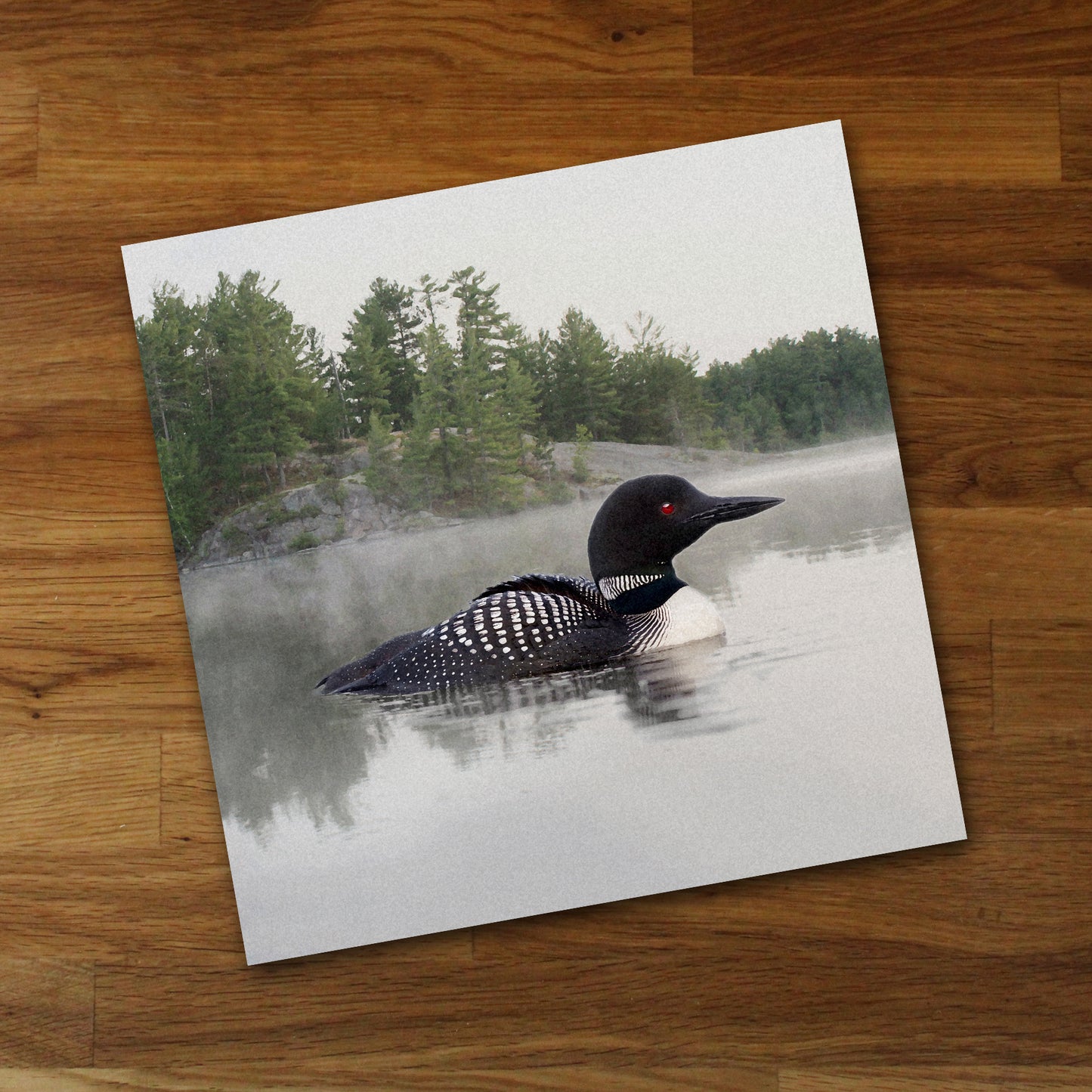 Loon on the Water Fine Art Print, Unframed