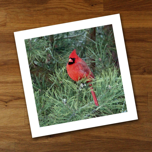 Cardinal in Tree Fine Art Print, Unframed