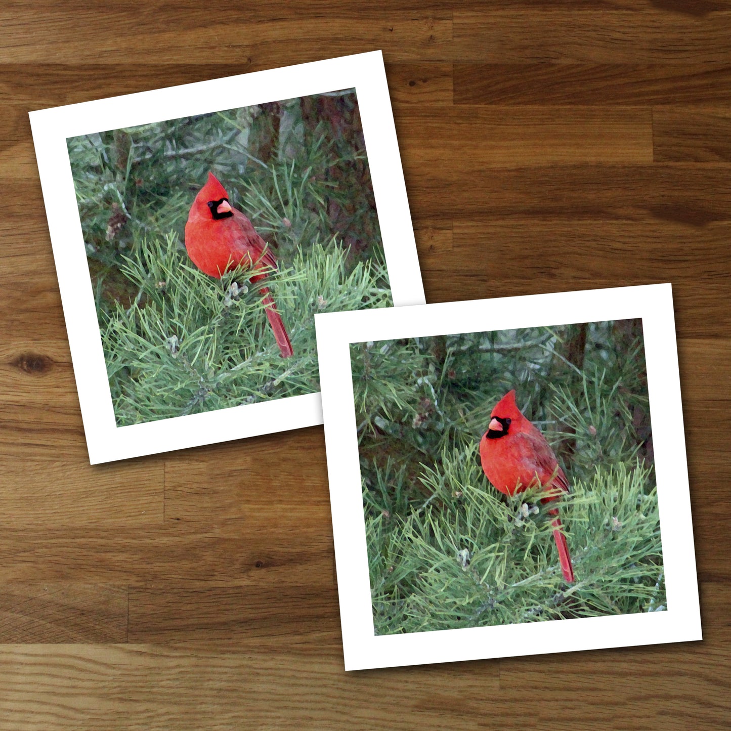 Set of 2 Cardinal Fine Art Prints, Unframed