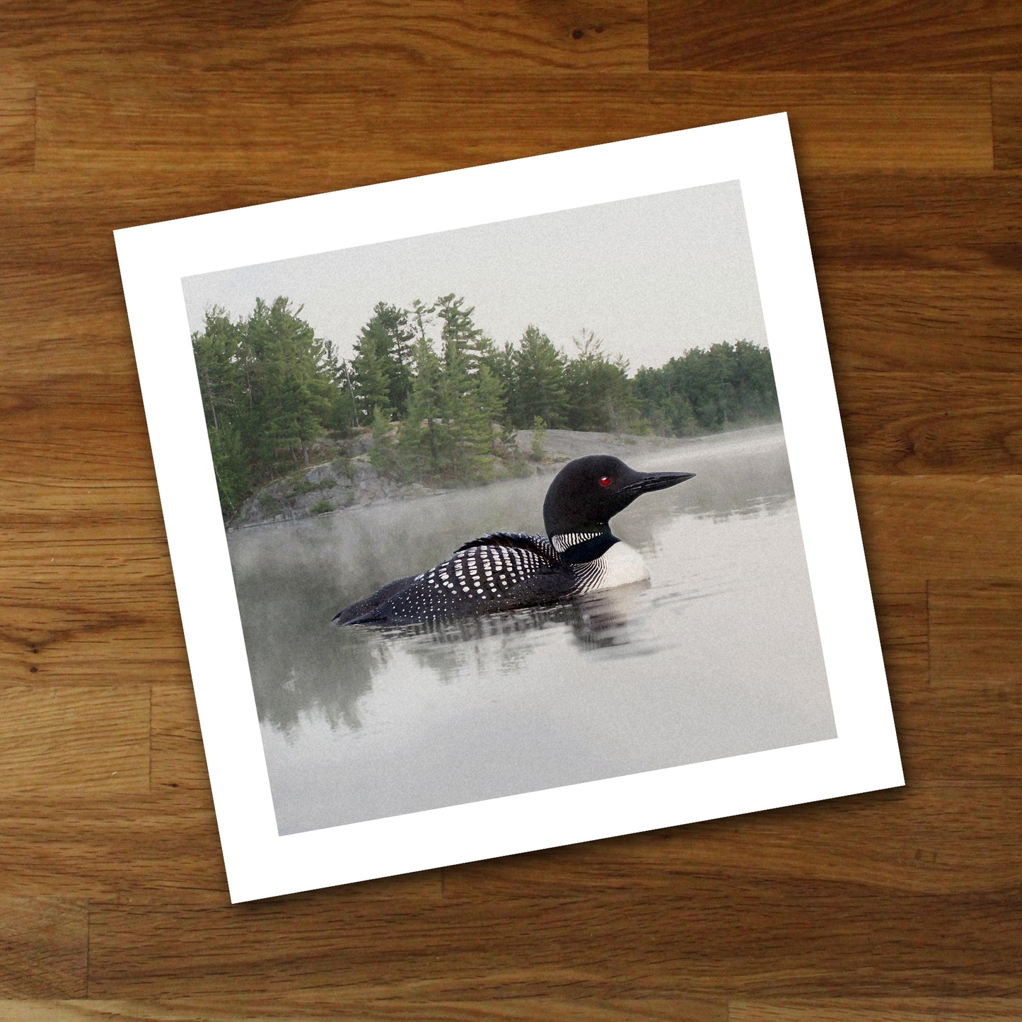 Loon on the Water Fine Art Print, Unframed