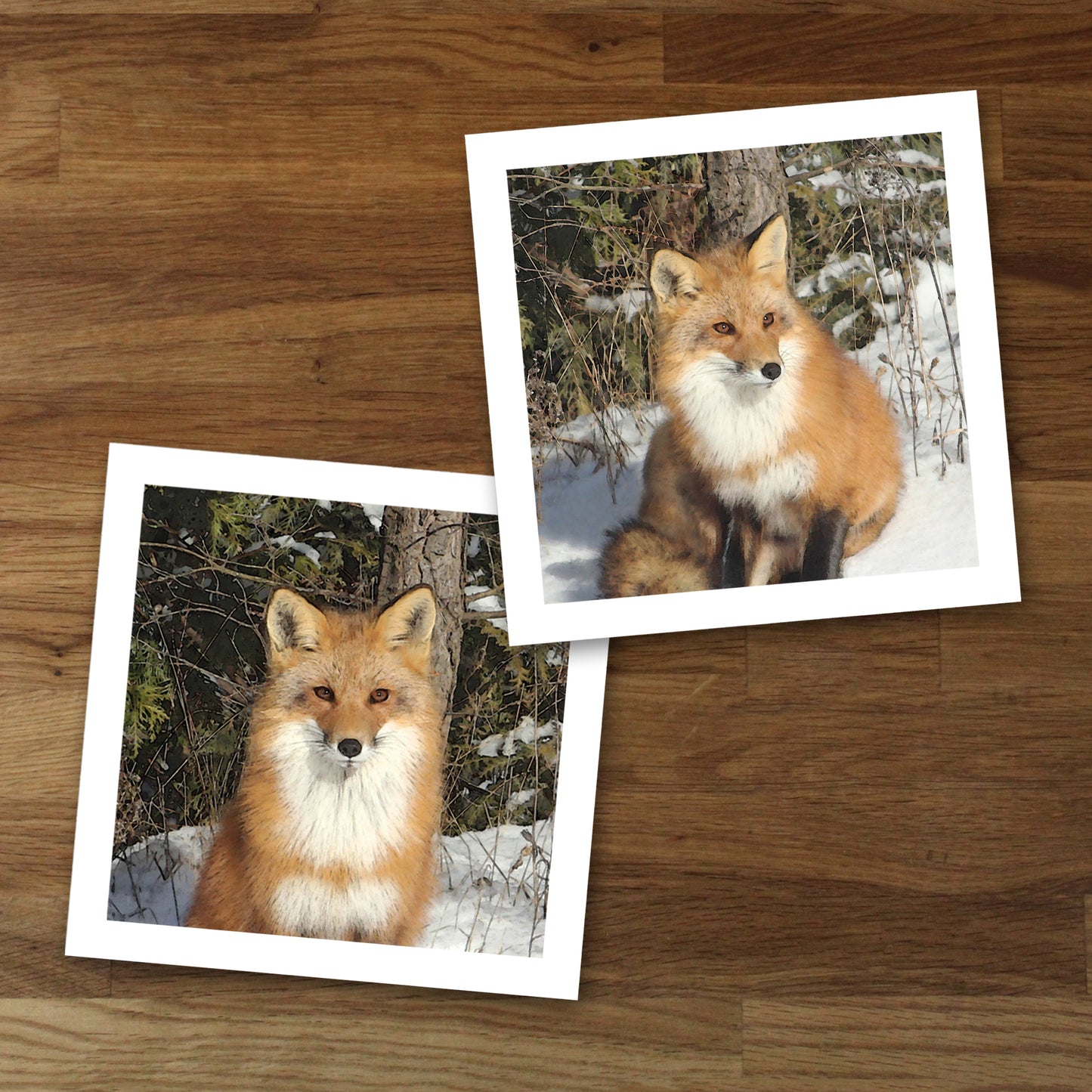 Set of 2 Red Fox Fine Art Prints, Unframed