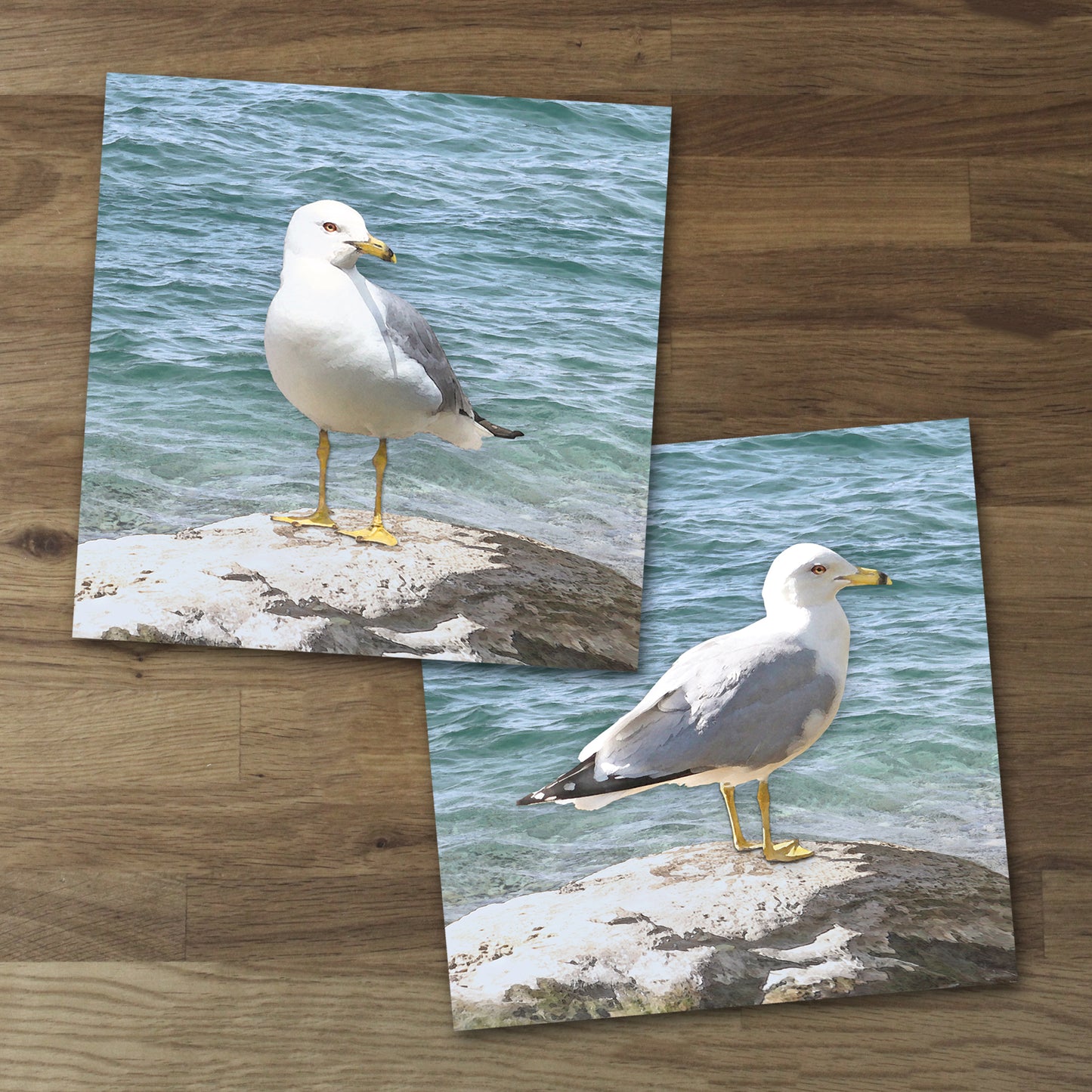 Set of 2 Seagull Fine Art Prints, Unframed