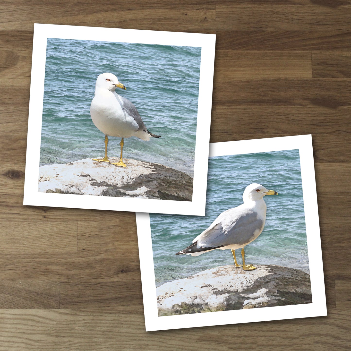 Set of 2 Seagull Fine Art Prints, Unframed