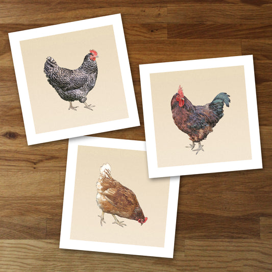 Set of 3 Chicken Fine Art Prints, Unframed