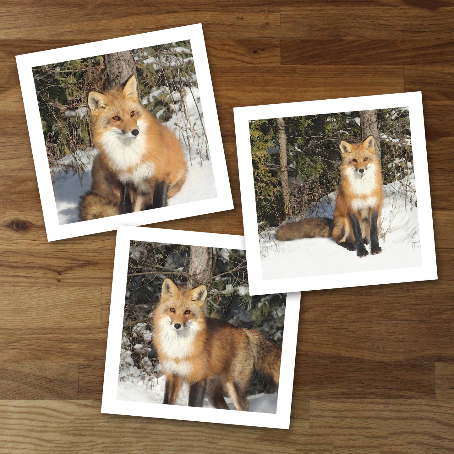 Set of 3 Fox Fine Art Prints, Unframed