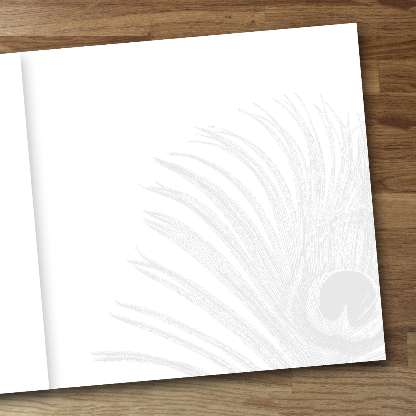 Set of 4 Peacock Feather Designer Greeting Cards