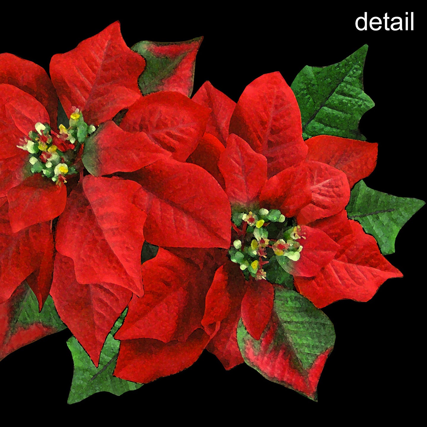 Set of 6 Poinsettia Designer Holiday Cards