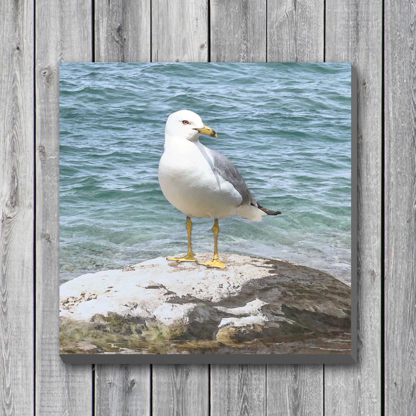 Seagull by the Shore Wrapped Canvas Print