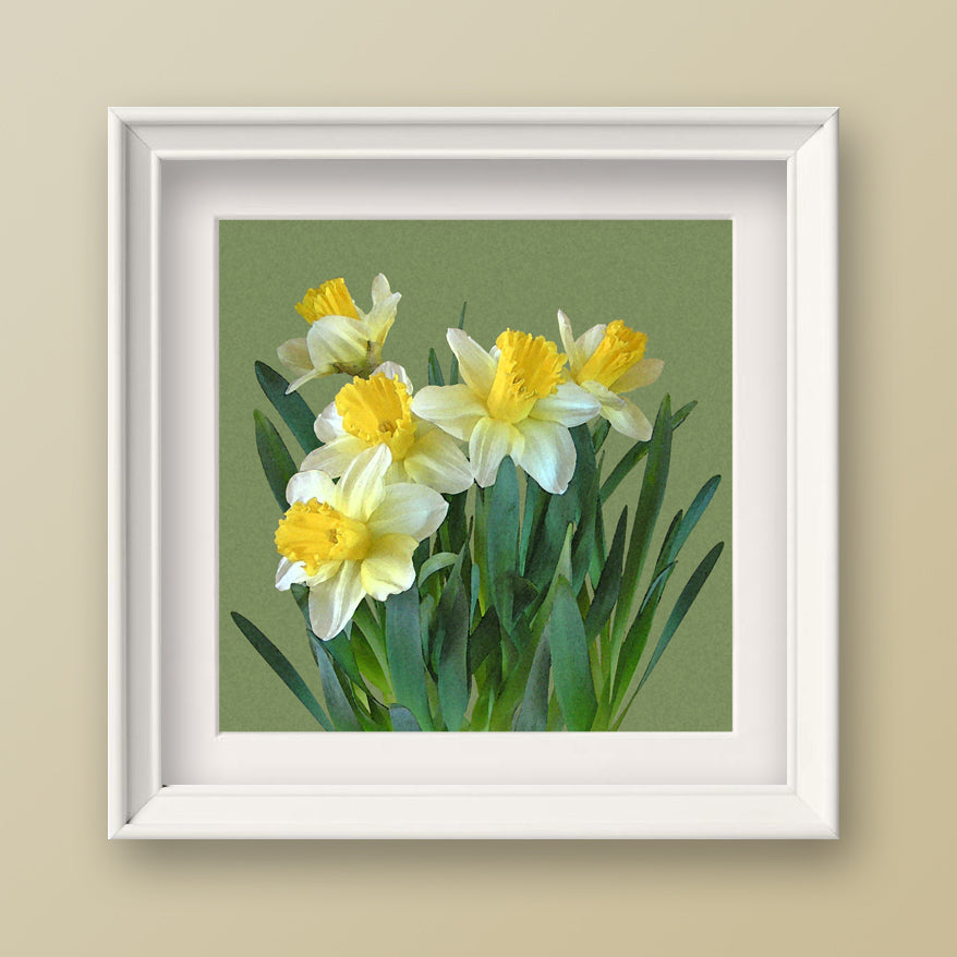 Sunny Daffodils Fine Art Print, Unframed