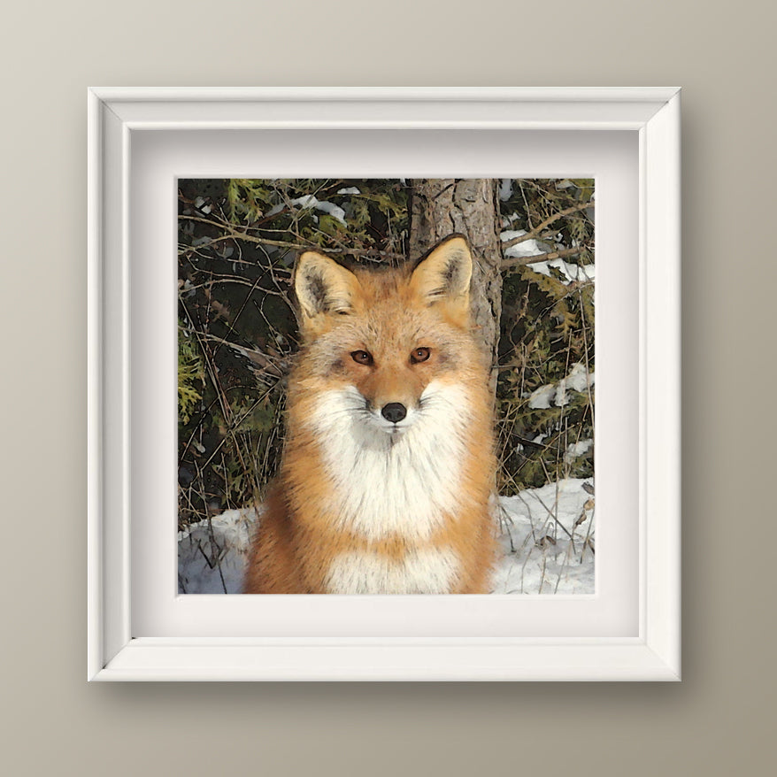Red Fox Fine Art Print, Unframed