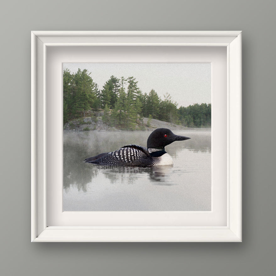 Loon on the Water Fine Art Print, Unframed