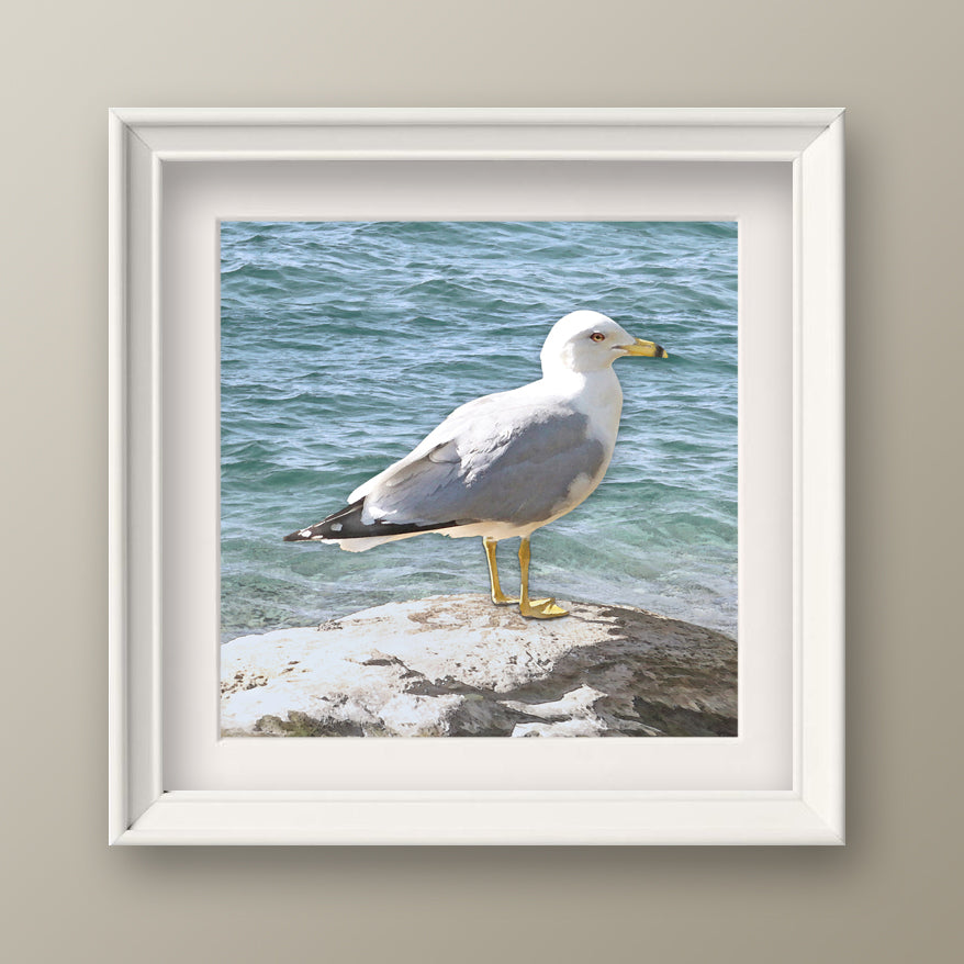 Set of 2 Seagull Fine Art Prints, Unframed