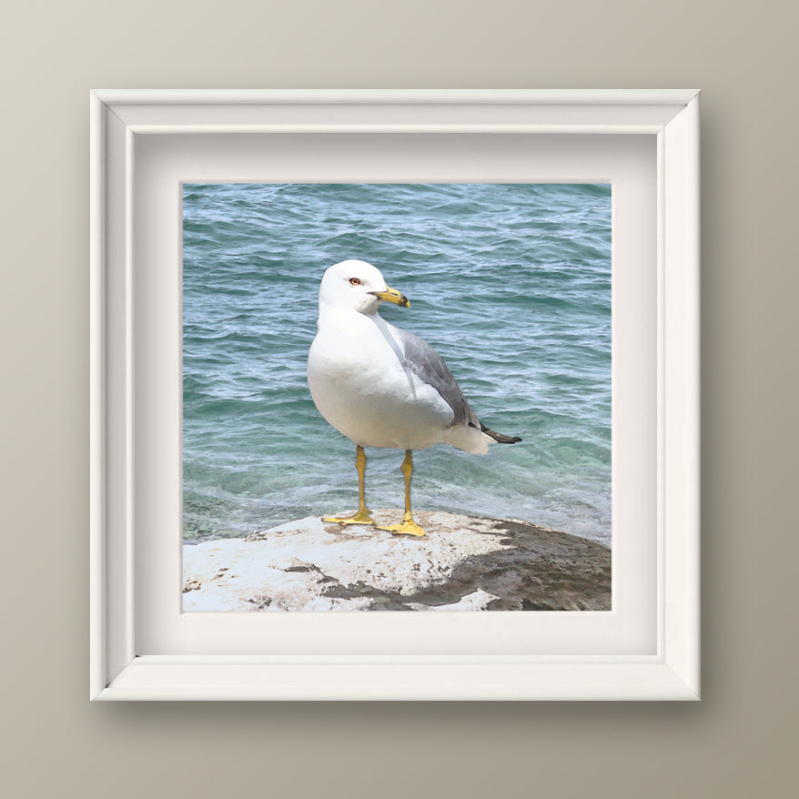 Set of 2 Seagull Fine Art Prints, Unframed