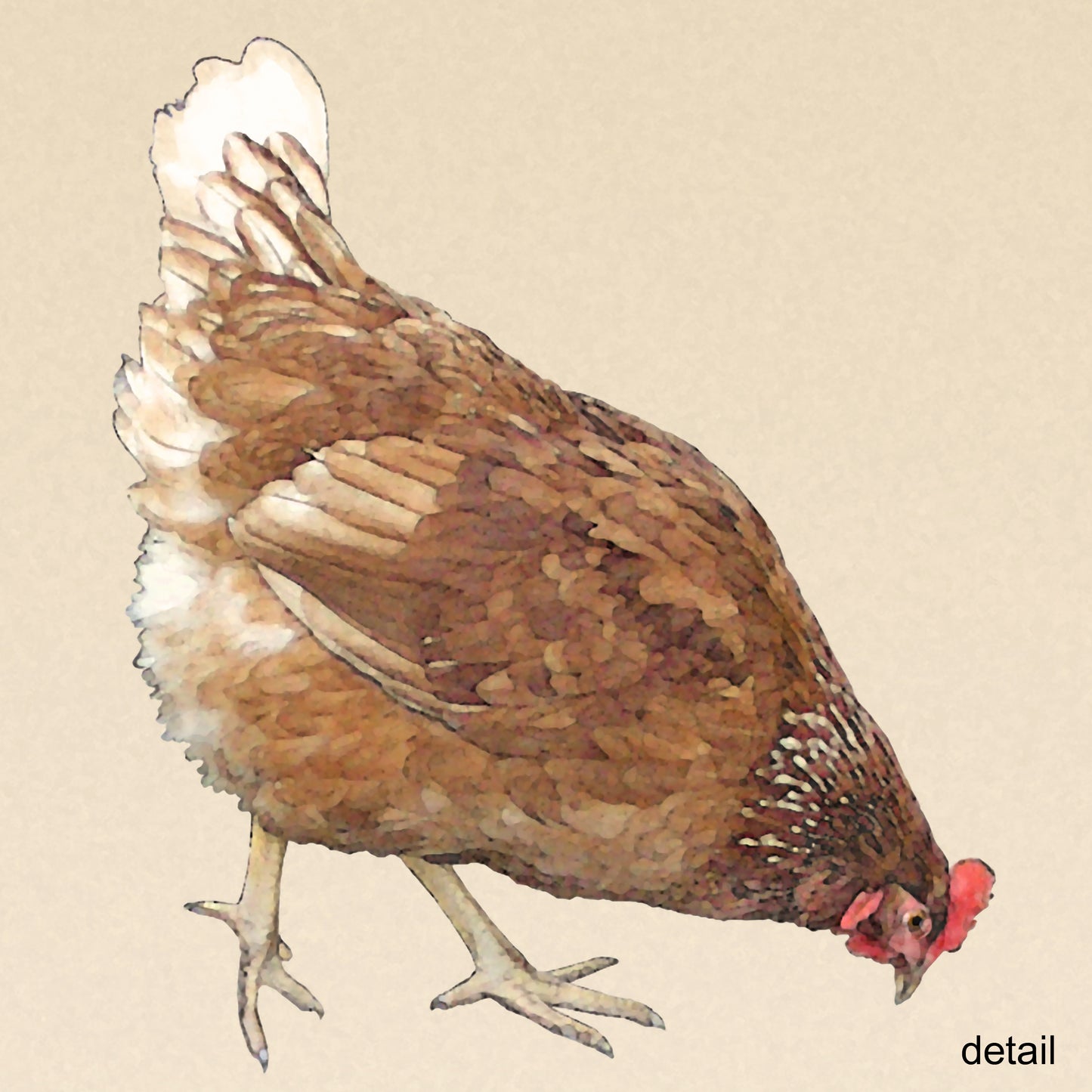 Set of 3 Chicken Wrapped Canvas Prints