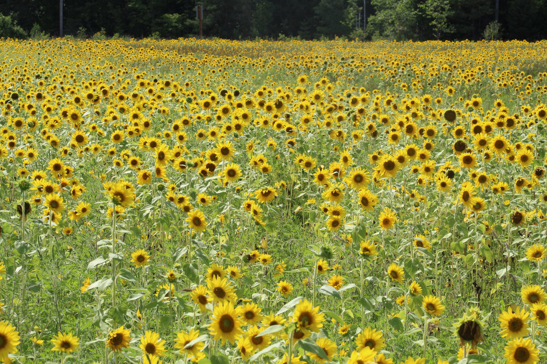 The Sunflower Story