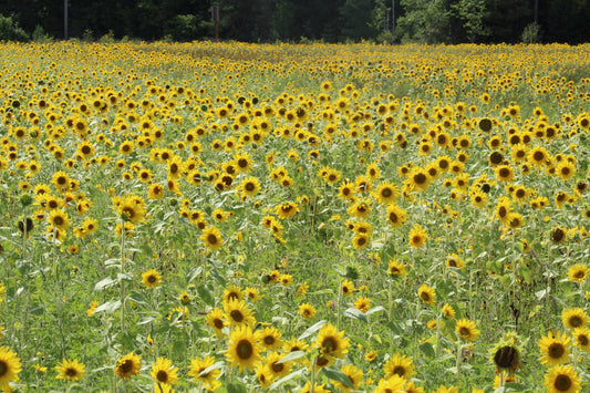 The Sunflower Story
