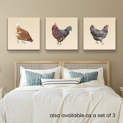 Rhode Island Red Rooster Wrapped Canvas Print