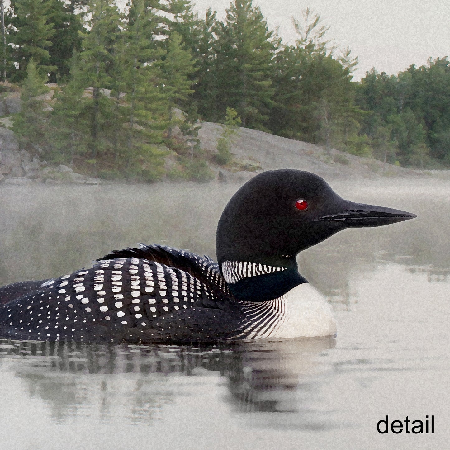 Framed Loon on the Water Fine Art Print