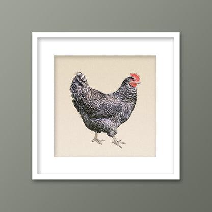 Barred Plymouth Rock Hen Framed Fine Art Print