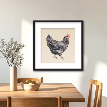 Barred Plymouth Rock Hen Framed Fine Art Print