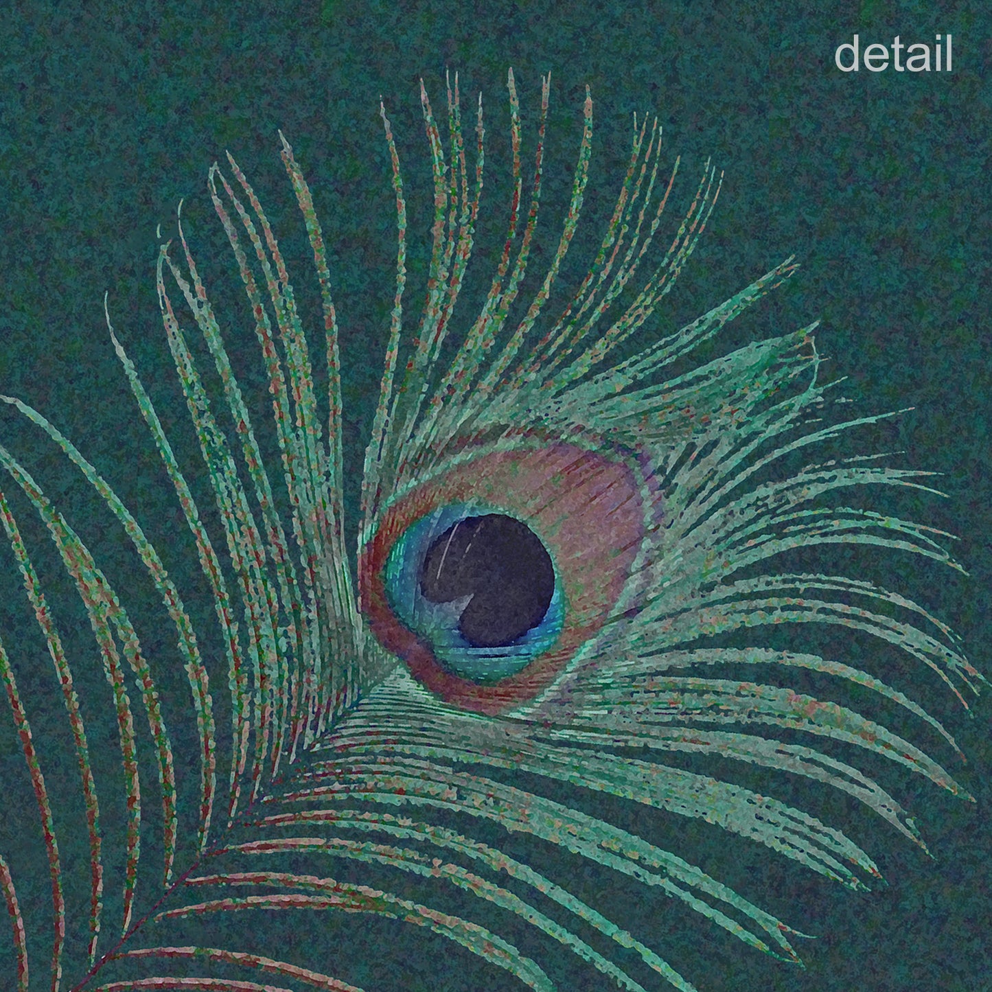 Set of 10 Peacock Feather Designer Greeting Cards