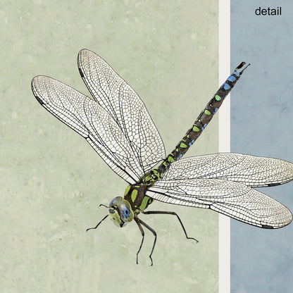 Set of 10 Dragonfly Designer Greeting Cards