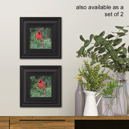 Red Cardinal Fine Art Print, Unframed