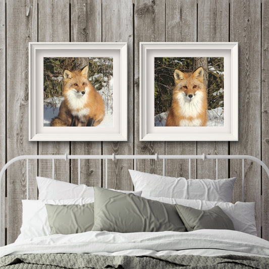 Set of 2 Red Fox Fine Art Prints, Unframed