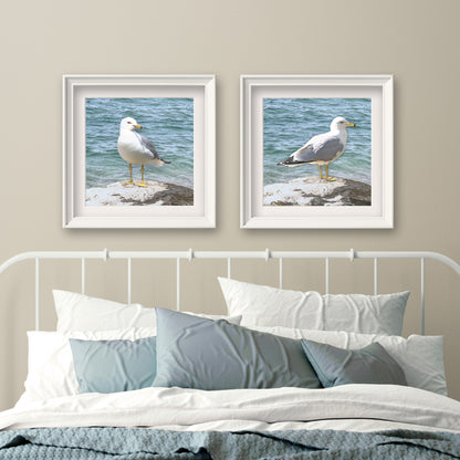 Set of 2 Seagull Fine Art Prints, Unframed