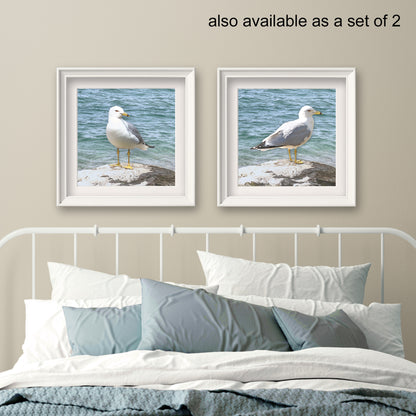 Seagull on a Rock Fine Art Print, Unframed