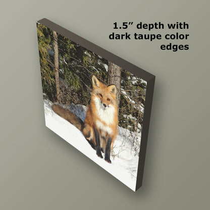 Curious Fox Wrapped Canvas Print