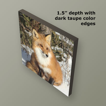 Set of 3 Fox Wrapped Canvas Prints