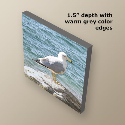 Seagull on a Rock Wrapped Canvas Print