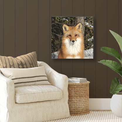 Red Fox Wrapped Canvas Print