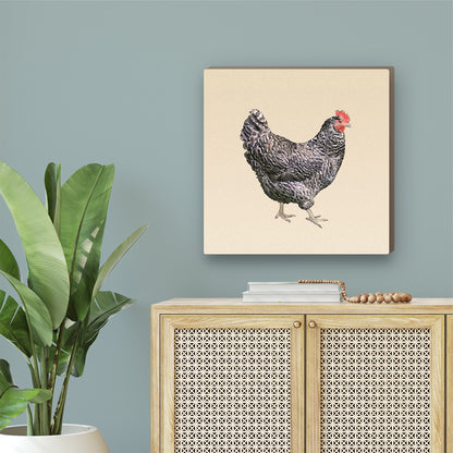 Barred Plymouth Rock Hen Wrapped Canvas Print