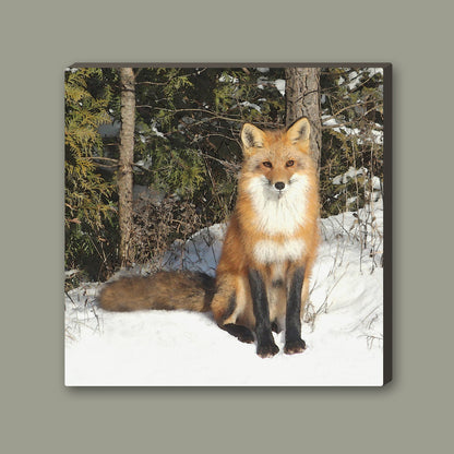 Curious Fox Wrapped Canvas Print