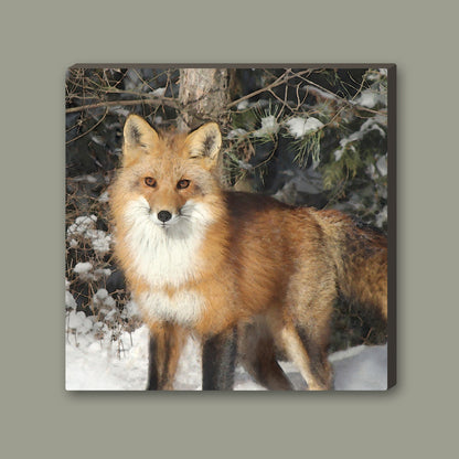 Watchful Fox Wrapped Canvas Print