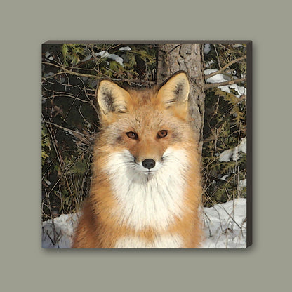 Red Fox Wrapped Canvas Print