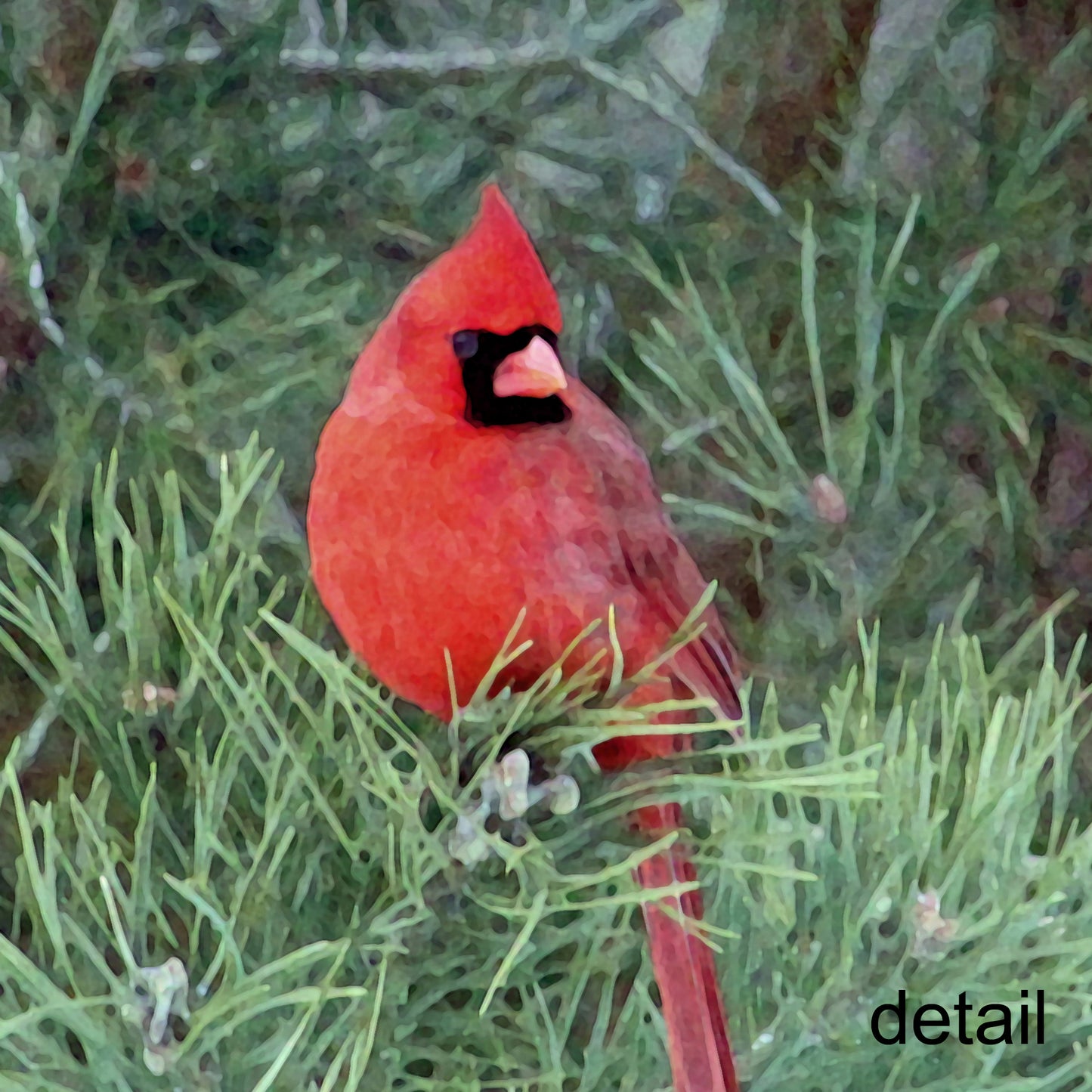 Red Cardinal Fine Art Print, Unframed