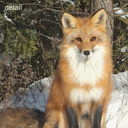 Curious Fox Wrapped Canvas Print