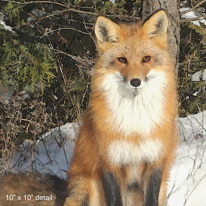 Curious Fox Designer Pillow, 18"x18"